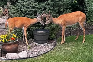 17990 Nixon Dr NW, Elk River, MN 55330 - Photo 54