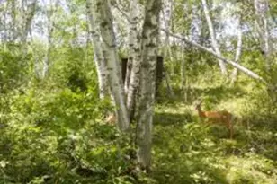 22510 Spider Is, Mantrap Twp, MN 56467 - Photo 8