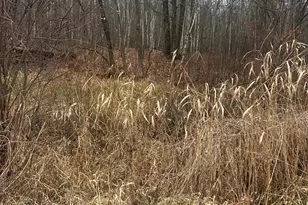 Tbdxx Lake Camile, Cushing Township, MN 56475 - Photo 1