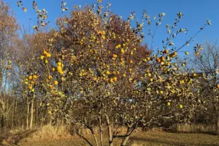 16534 110th St, Foreston, MN 56330 - Photo 34