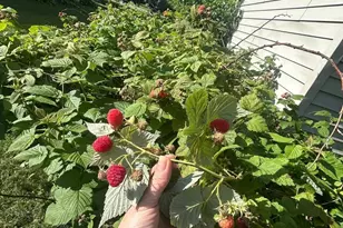 2814 Addison Ave, Brainerd, MN 56401 - Photo 38