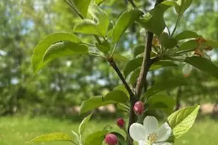 15370 Mallard, Brook Park, MN 55007 - Photo 4