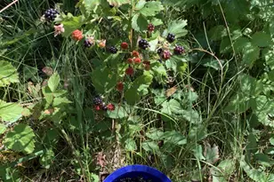 239 County 49 NW, Pine River, MN 56474 - Photo 84