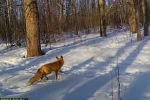 239 County 49 NW, Pine River, MN 56474 - Photo 86