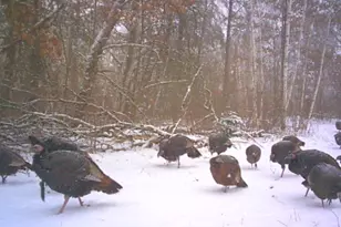 239 County 49 NW, Pine River, MN 56474 - Photo 64