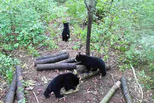 239 County 49 NW, Pine River, MN 56474 - Photo 88