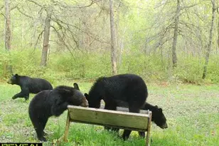 239 County 49 NW, Pine River, MN 56474 - Photo 76