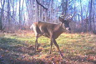 239 County 49 NW, Pine River, MN 56474 - Photo 64