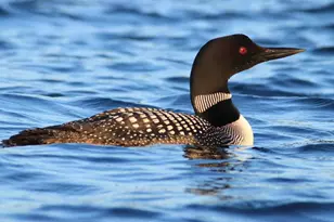 1920 Hwy 11 E, International Falls, MN 56649 - Photo 60