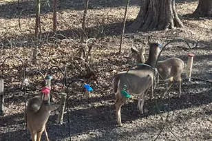 1135 1st St NW, Oronoco, MN 55960 - Photo 52