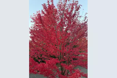 12303 82nd Avenue N, Maple Grove, MN 55369 - Photo 38