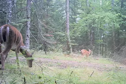 26810 N Hart Lake Road, Pengilly, MN 55775 - Photo 14