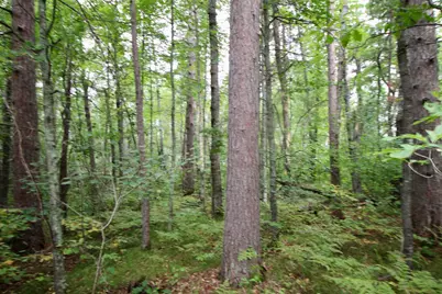 Tbd Gravdahl Drive, Pequot Lakes, MN 56472 - Photo 4