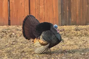 8556 Hiawatha Ave, Eden Prairie, MN 55347 - Photo 42