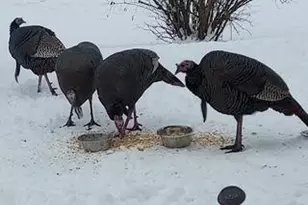 948 Southern Ridge Dr SW, Rochester, MN 55902 - Photo 30