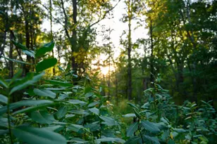 14936 Welton Rd, Baxter, MN 56425 - Photo 42