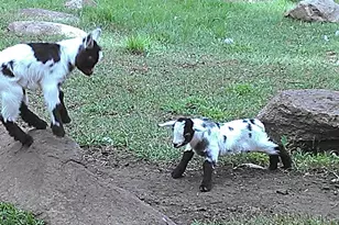 2945 County Road 4 SW, Cokato, MN 55321 - Photo 32