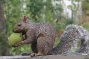 2945 County Road 4 SW, Cokato, MN 55321 - Photo 20