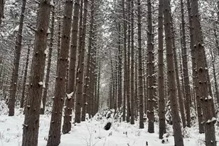 29931 Minerva Rd, Danbury, WI 54830 - Photo 1