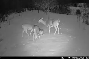 16921 Vickers St NE, Andover, MN 55304 - Photo 48