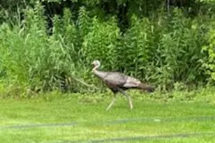 10765 Tamarack Circle NW, Coon Rapids, MN 55433 - Photo 20