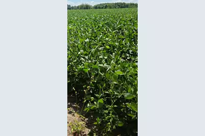 Tbd County 36, Long Prairie, MN 56347 - Photo 4