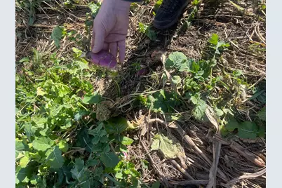 Tbd County Road 3, Saint Joseph, MN 56374 - Photo 28