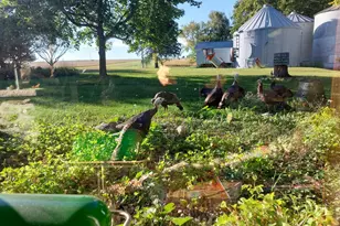 22438 State Hwy 30, Hayfield, MN 55940 - Photo 90