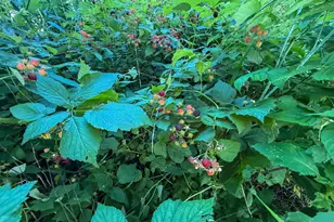 22438 State Hwy 30, Hayfield, MN 55940 - Photo 68