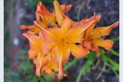 6789 401st Street, North Branch, MN 55056 - Photo 34