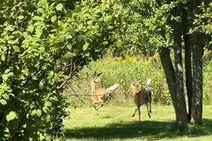 45227 Co Hwy 67, New York Mills, MN 56567 - Photo 4