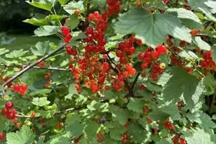 1280 Dodd Rd, Mendota Heights, MN 55118 - Photo 12