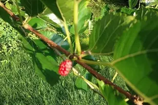 1280 Dodd Rd, Mendota Heights, MN 55118 - Photo 24