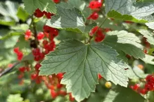 1280 Dodd Rd, Mendota Heights, MN 55118 - Photo 18