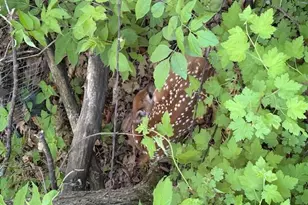 25048 Co Rd 34, Paynesville, MN 56362 - Photo 72