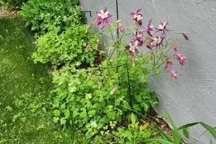 1019 Ash St, Alexandria, MN 56308 - Photo 58