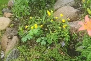 1019 Ash St, Alexandria, MN 56308 - Photo 72