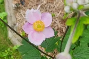 1019 Ash St, Alexandria, MN 56308 - Photo 66