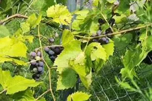 1019 Ash St, Alexandria, MN 56308 - Photo 68