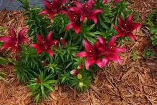 1019 Ash St, Alexandria, MN 56308 - Photo 76