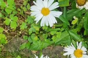 1019 Ash St, Alexandria, MN 56308 - Photo 66