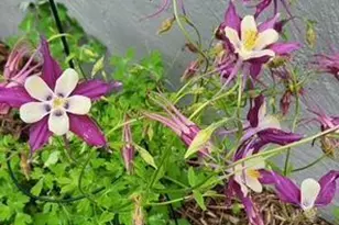 1019 Ash St, Alexandria, MN 56308 - Photo 64