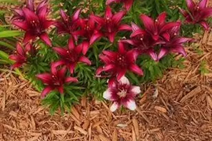 1019 Ash St, Alexandria, MN 56308 - Photo 78