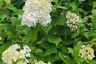 1019 Ash St, Alexandria, MN 56308 - Photo 58