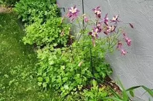 1019 Ash St, Alexandria, MN 56308 - Photo 56