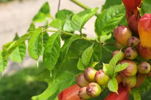 1019 Ash St, Alexandria, MN 56308 - Photo 62