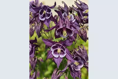 6207 Hillsboro Drive NW, Rochester, MN 55901 - Photo 26