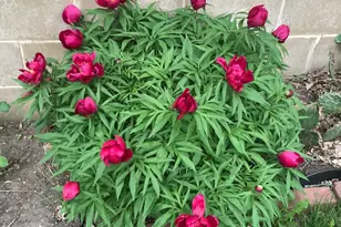 2335 2nd Ave SW, Rochester, MN 55902 - Photo 48