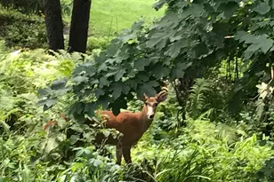 2335 2nd Ave SW, Rochester, MN 55902 - Photo 46