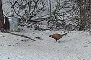 809 60th Ave SW, Rochester, MN 55902 - Photo 32